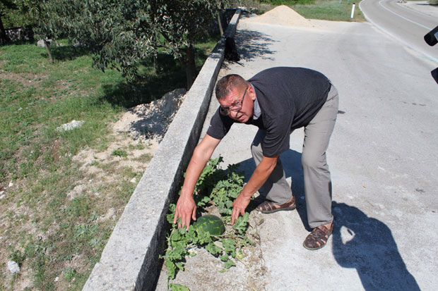 ЧУДО: Лубеница никла из асфалта